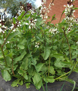 flowering rocket plants