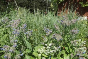 cress and borage resilience garden