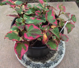 vietnamese fish mint