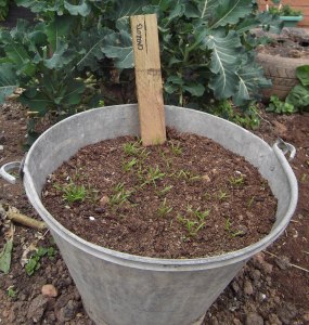 carrot seedlings in sand with a background of mature broccoli leaves
