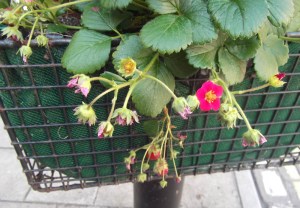 edible flower baskets in Glastonbury