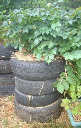 potatos-in-tyre1