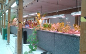 The fish tank and vegetable bed in the Todmorden aquagarden