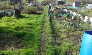 The rough bit of the allotment before digging