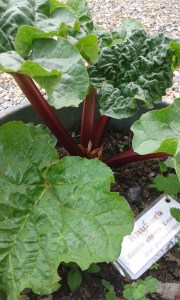 Well watered rhubarb in a pot