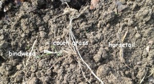 The weed roots we are removing