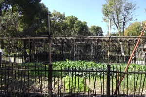 Vegetable patch in Kezhi Gardens