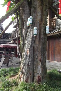 Banyan tree with bottles Chongqing