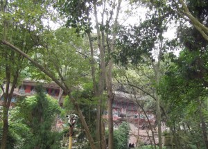 The camera is cunningly disguised as a palm tree