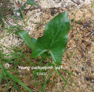 arum leaf growing