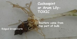 arum lily bulb close up