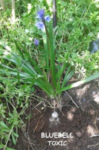bluebell roots and leaves