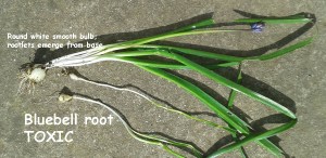 bluebell roots