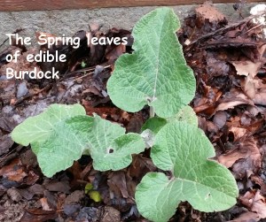 spring burdock