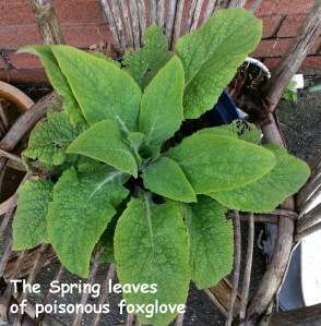 The spring leaves of poisonous foxglove