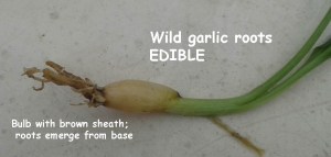 wild garlic close up bulb