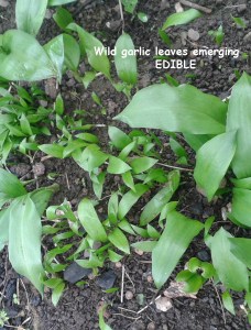 wild garlic growing