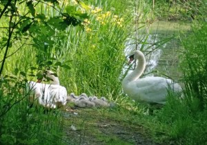 swans guarding young on Town Tree Nature Walk
