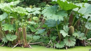 Giant flowers at Town tree in spring