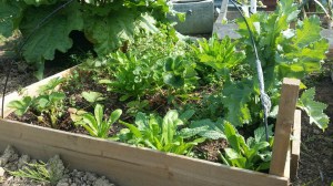 allotment with resilience garden soil