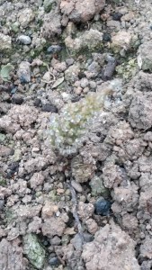 horsetail plant collecting dew