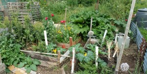 allotment summer 2018