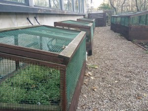 The Park Plaza Hotel grows some of its own kitchen herbs