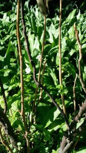 Wild garlic in the Resilience Garden