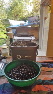 stripping grapes from their stalks ready to make juice