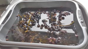 washing grapes ready to make juice