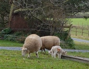 Imbolc lambs