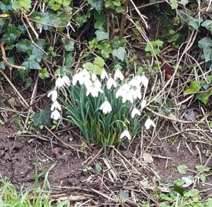 Imbolc snowdrops