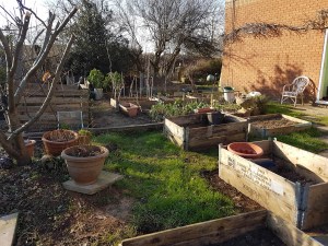 Resilience garden in spring cleared for planting